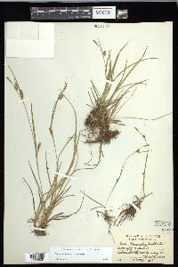 Carex conoidea image