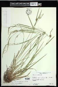 Carex corrugata image