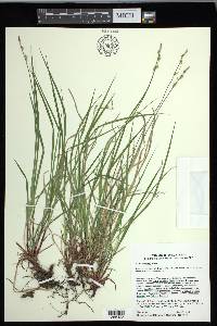Carex communis var. communis image