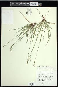 Carex communis var. communis image