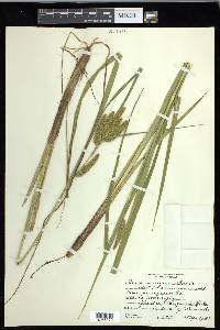 Carex comosa image