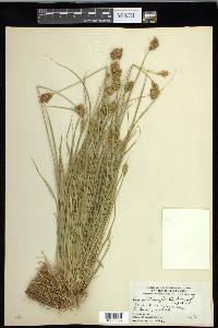 Carex crawfordii image