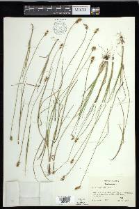 Carex crawfordii image