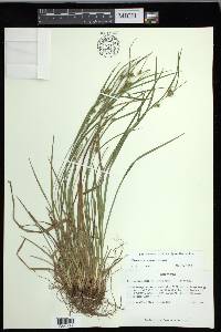 Carex corrugata image