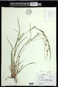 Carex corrugata image