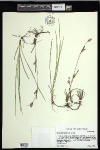 Carex crawei image