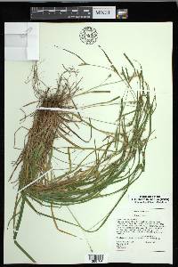 Carex corrugata image