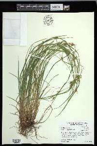 Carex corrugata image