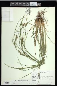 Carex corrugata image