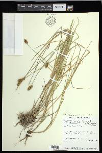 Carex crawfordii image