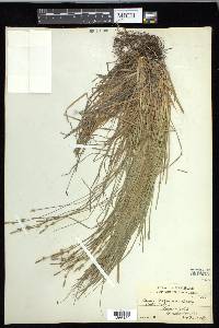 Carex communis var. communis image