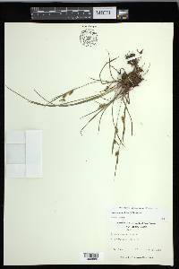 Carex conoidea image