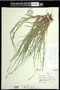 Carex communis var. communis image