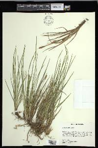 Carex crawei image