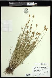 Carex crawfordii image