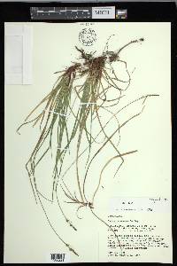 Carex communis var. communis image