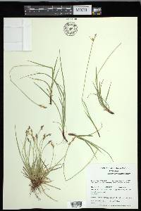 Carex communis var. communis image