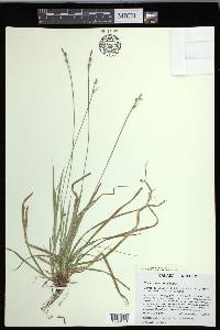 Carex communis var. communis image