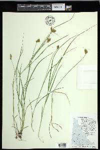 Carex crawfordii image