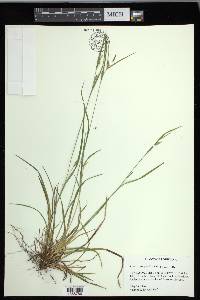 Carex corrugata image