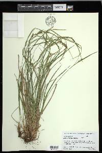 Carex corrugata image