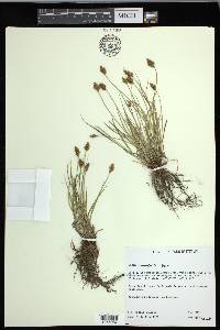 Carex crawfordii image