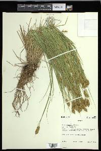 Carex crawfordii image