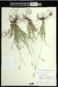 Carex communis var. communis image