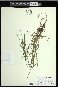 Carex corrugata image