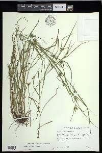 Carex corrugata image