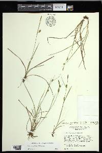 Carex conoidea image