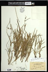 Carex corrugata image