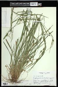 Carex corrugata image