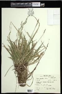 Carex communis var. communis image