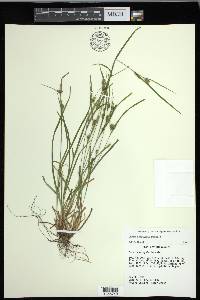 Carex corrugata image