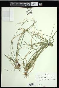 Carex communis var. communis image