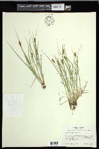 Carex crawfordii image