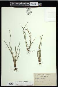 Carex conoidea image