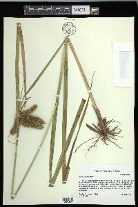 Carex comosa image