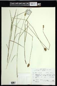 Carex crawfordii image