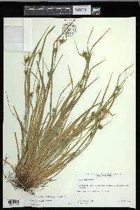 Carex corrugata image