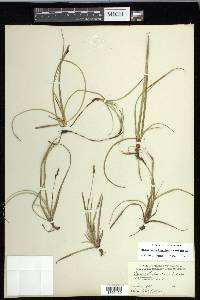 Carex concinnoides image