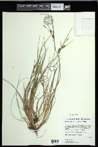 Carex conoidea image