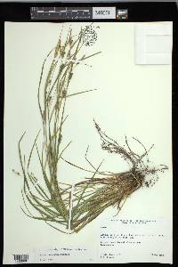 Carex corrugata image