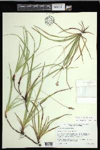 Carex concinnoides image