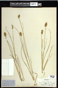 Carex crawfordii image