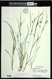 Carex corrugata image