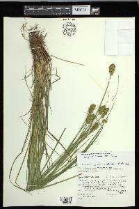 Carex crawfordii image