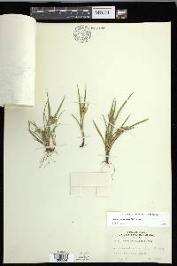 Carex conoidea image