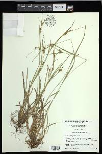 Carex corrugata image